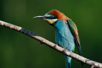 Golden bee-eater sitting on a branch