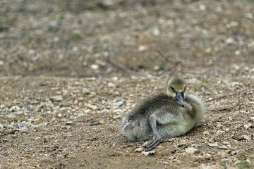 G&auml;nsek&uuml;ken