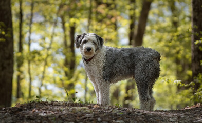Old English Sheepdog on walk in the woods