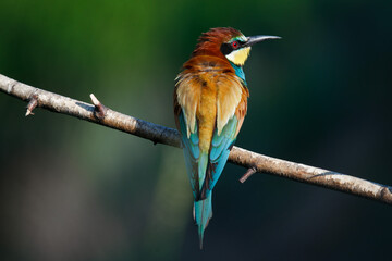 Golden bee-eater sitting on a branch