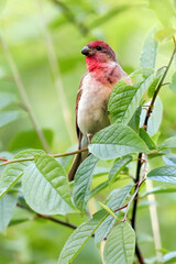 Common Rosefinch