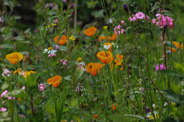 flowers in the field