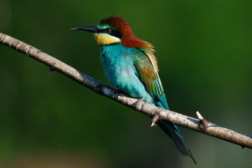 Golden bee-eater sitting on a branch