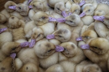 Duck chicks in the farm