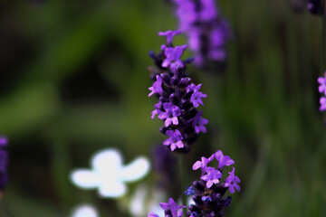 Obraz premium close up of lavender