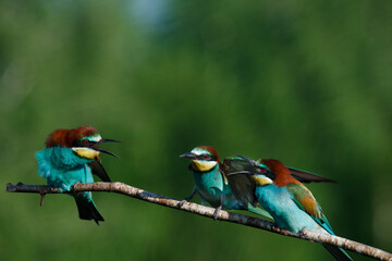 European bee eater Merops apiaster screaming at each other