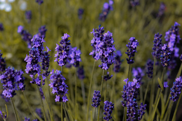 lavender flowers in the garden