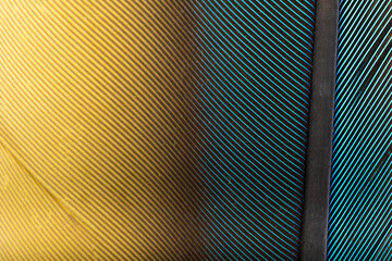 Beautiful Bright Blue and Yellow Parrot Feather Close up Detail Texture. Abstract Pattern Background © Diogo Oliveira