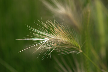 ears of wheat