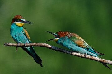 European bee eater Merops apiaster screaming at each other