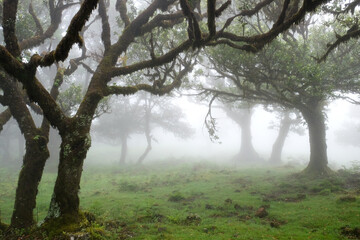 Fototapeta na wymiar The magical twilight in the prehistoric rainforest Fanal on Madeira island, Portugal