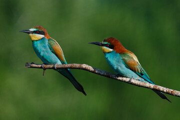 Obraz premium Golden bee-eater sitting on a branch
