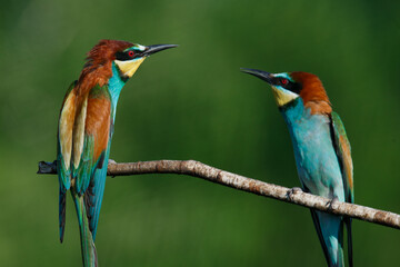 Golden bee-eater sitting on a branch