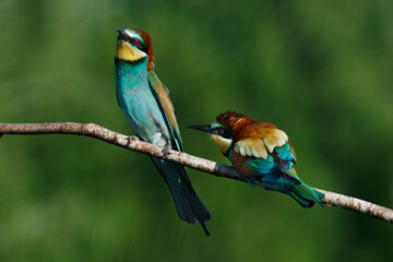 Golden bee-eater sitting on a branch