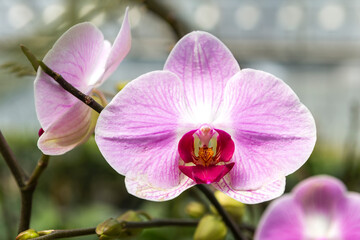 Closeup beautiful pink orchid flower, orchid farming, tropical flower garden