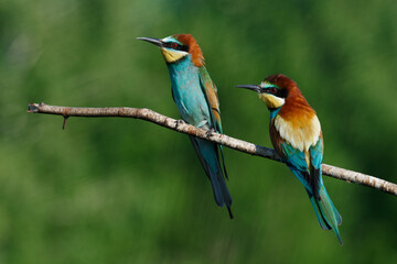 Golden bee-eater sitting on a branch