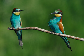 Golden bee-eater sitting on a branch