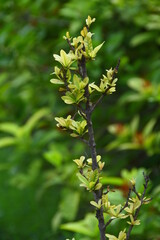 Obraz premium yellow flowers on a branch