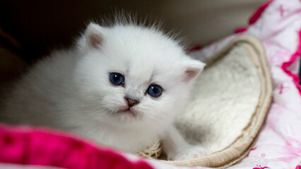 little cute  kitten