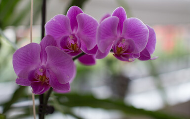 Fototapeta na wymiar Orchidaceae, Purple orchids.
