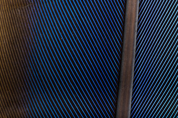 Obraz premium Beautiful Bright Blue Parrot Feather Close up Detail Texture. Abstract Pattern Background