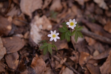 Fototapeta na wymiar Anemone sylvestris in the forest. wild spring flower