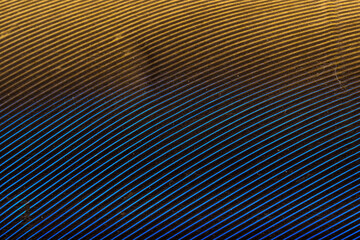 Fototapeta premium Beautiful Bright Blue and Yellow Parrot Feather Close up Detail Texture. Abstract Pattern Background