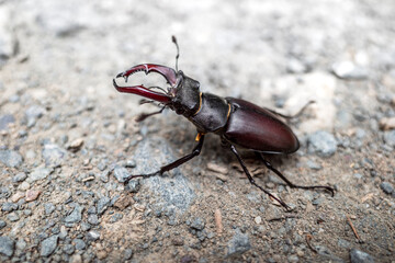 stag beetle