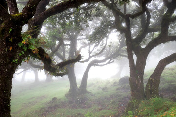The magical twilight in the prehistoric rainforest Fanal on Madeira island, Portugal
