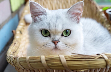 Scottish chinchilla cat in a basket 
