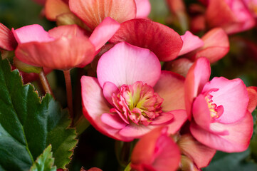 Begonia. A flower in a pot. Macro photo of begonia blooming. Selective focus.