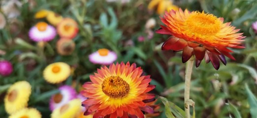 yellow and red flower