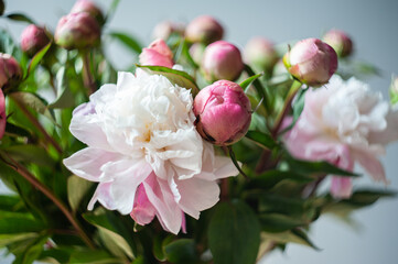Bouquet of peonies. Pink and white peonies. Macro photo. Selective focus. Artistic style.
