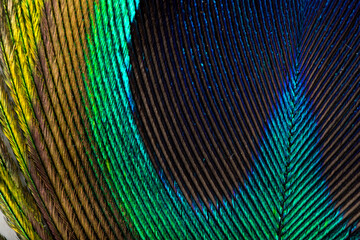 Obraz premium Beautiful Bright Blue, Yellow and Green Peacock Feather Close up Detail Texture. Abstract Pattern Background