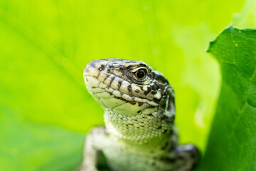 lizard on the grass