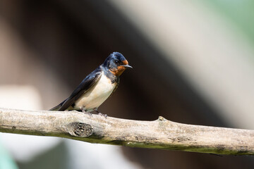 Swallow on the electric wire.