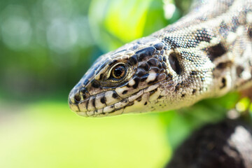 lizard on the grass