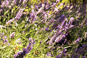 Obraz premium Lavender flower background