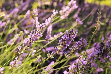 Lavender flower background