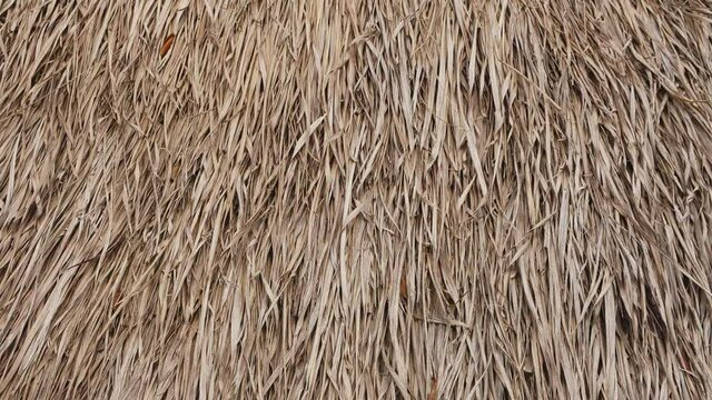 Dry grass roof, dry palm leaves pattern background.