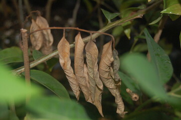 dry leaves in green garden