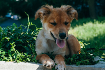 cute mongrel brown dog with sticking out tongue and closed eyes on green grass in park
