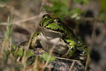 Green european frog in natural environment on land seen from the front