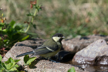 Cute juvenile great tit bird sitting by a small stream of water
