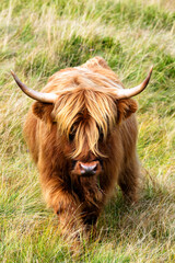 Grazing Scottish highland Cow in Sudety mountains national park at the border of Czech Republic and Poland