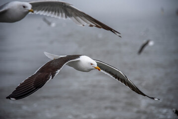 Möven im Flug auf der Jagd nach Fischen im Meer