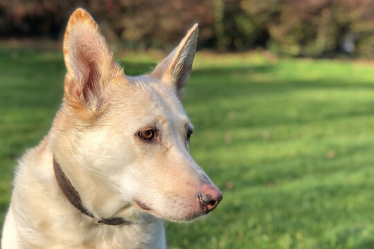 German Shepherd Husky Mix Dog Looking Down