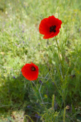 Blooming red poppies on the field.