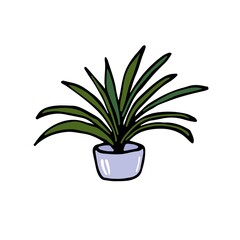 Yucca plant in a pot isolated. Drawn by hand. Vector flat house plant pot illustration. Colorful house plant in pot for your design.