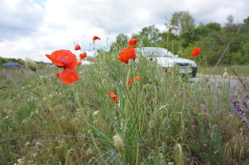 Blooming poppies along the road and driving cars.